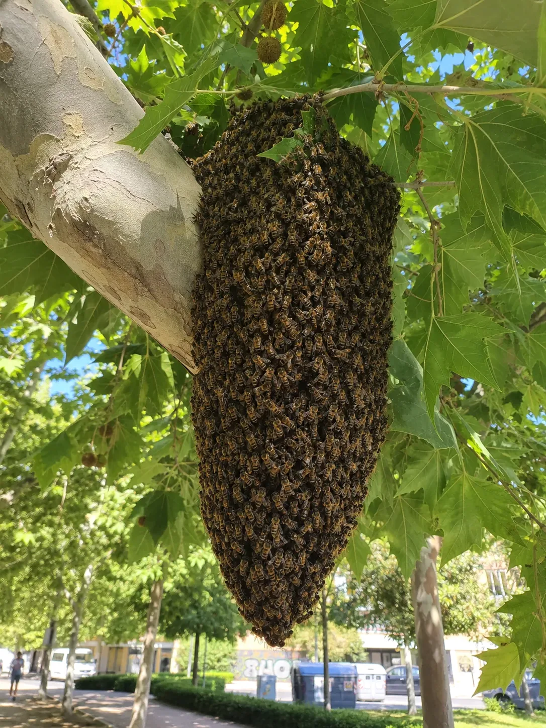 Tratamiento de abejas y enjambres en Parets del Vallès — ParetsControl
