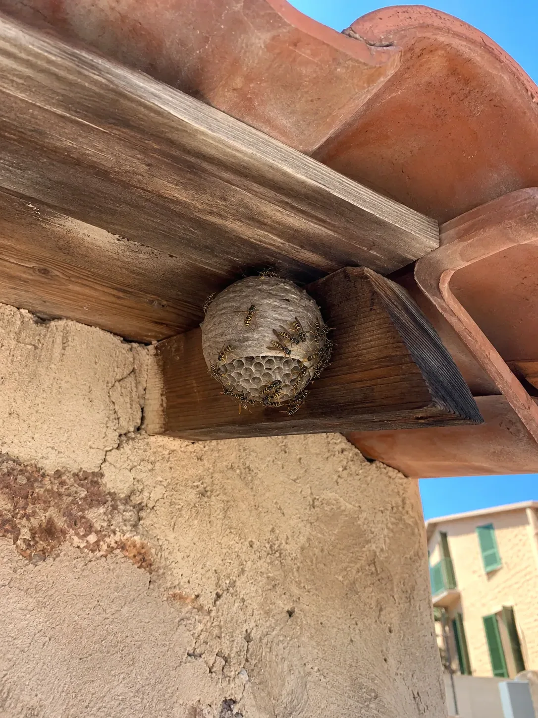 Tratamiento de avispas en Parets del Vallès — ParetsControl