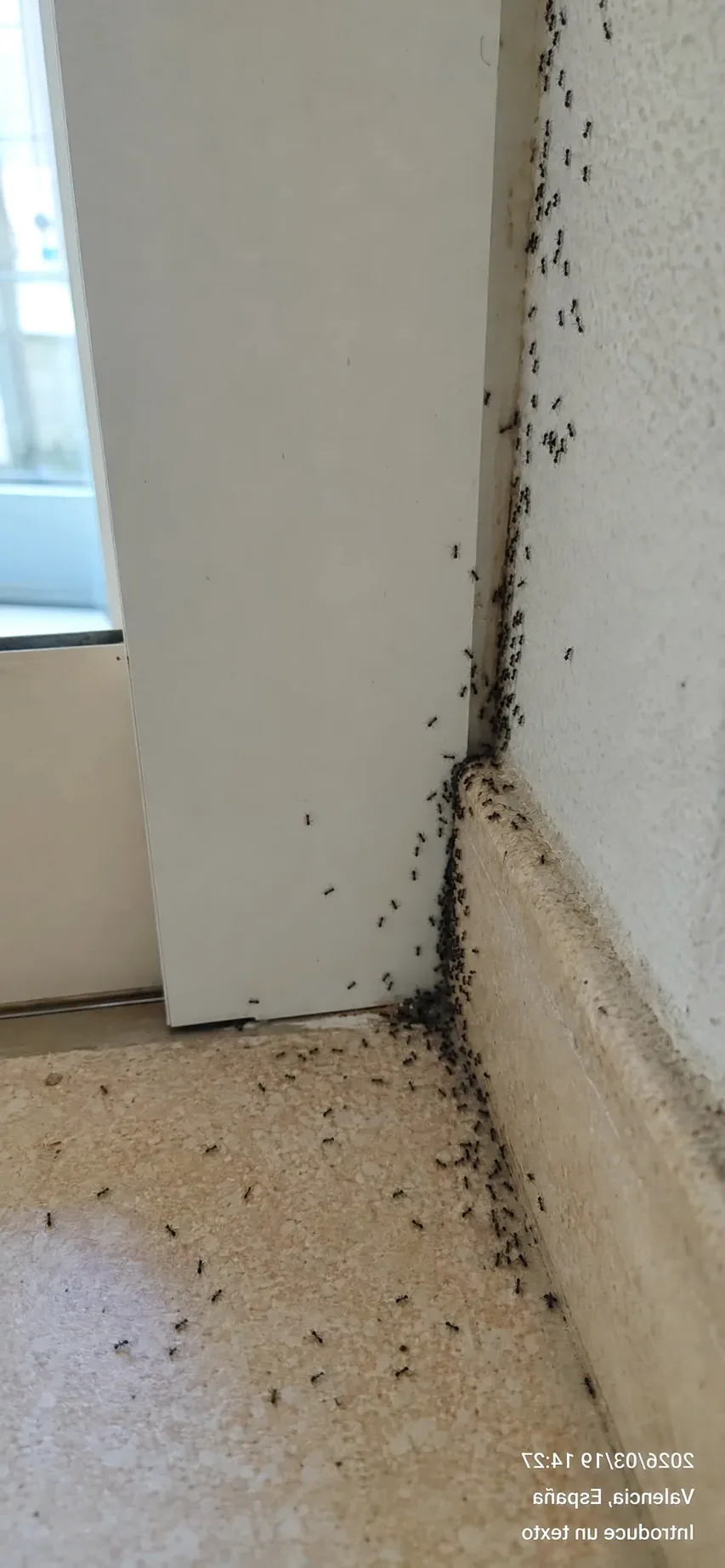 Tratamiento de hormigas en Parets del Vallès — ParetsControl