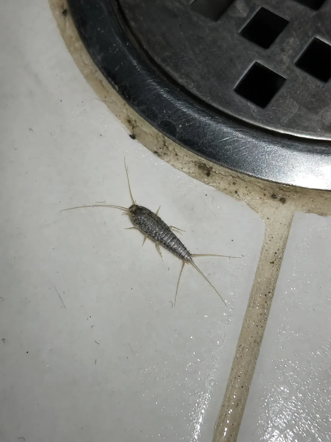 Pececillo de plata junto al desagüe del baño