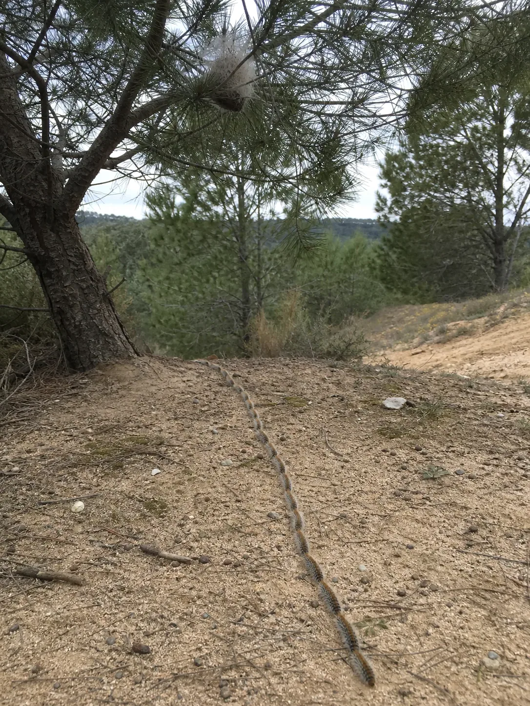 Tratamiento de procesionaria del pino en Parets del Vallès — ParetsControl