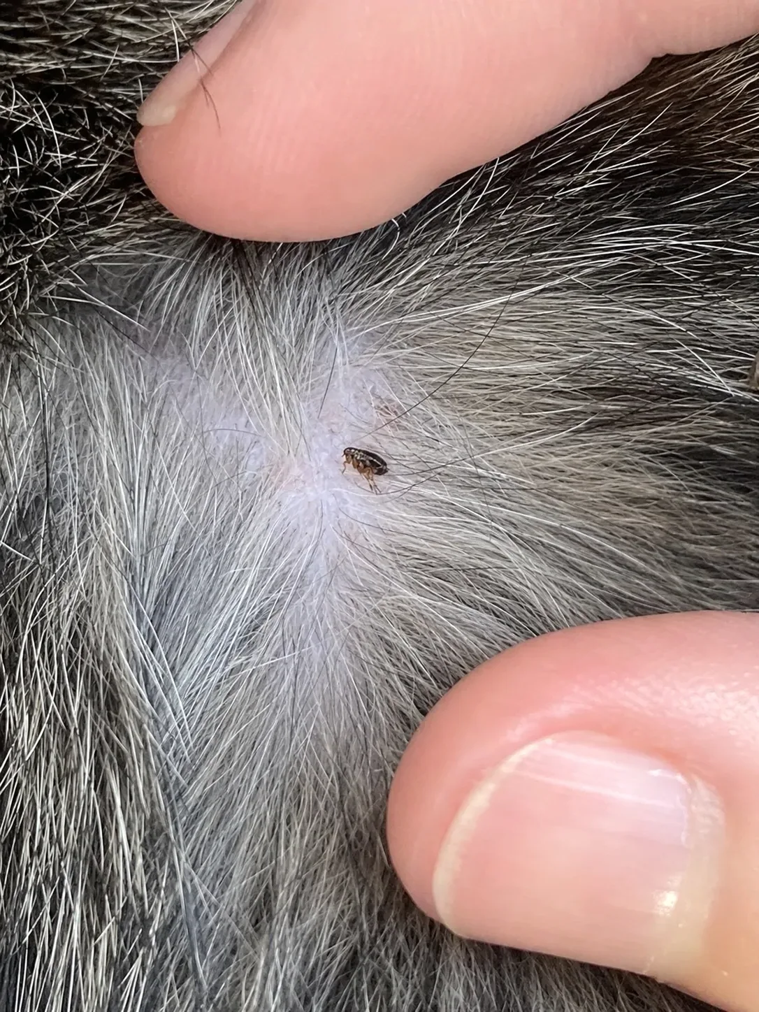 Pulga en detalle sobre el pelaje de una mascota