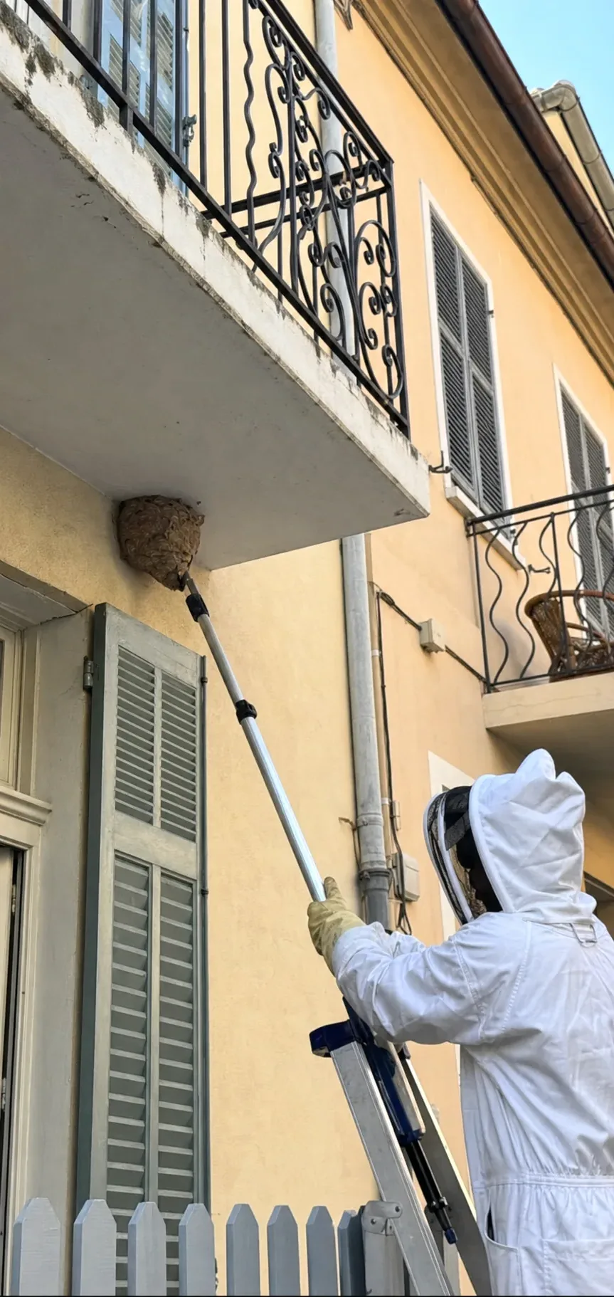 Retirada de nidos de avispas en Parets del Vallès — ParetsControl